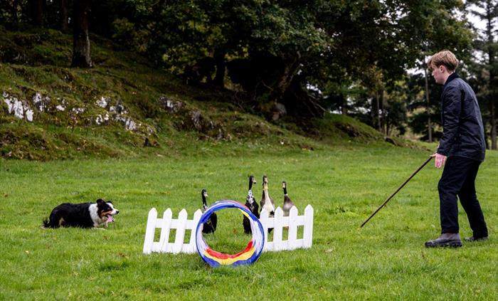 Runner duck display